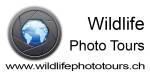 Wildlife Photo Tours